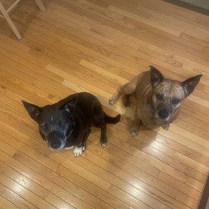 Fundraising Page: Cyndi Norton